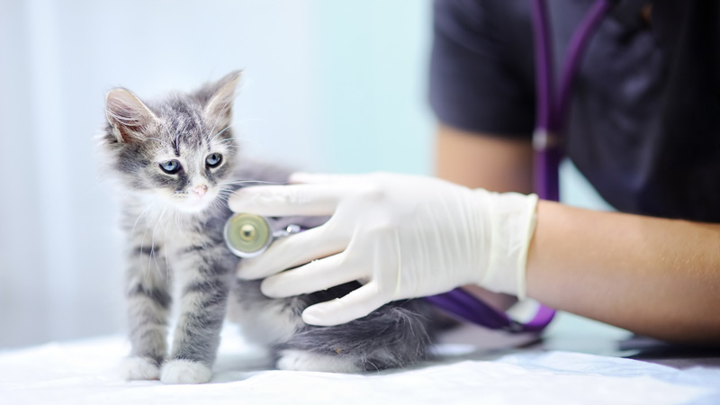 Pet Health Care Plan - Cardiff Veterinary Centre