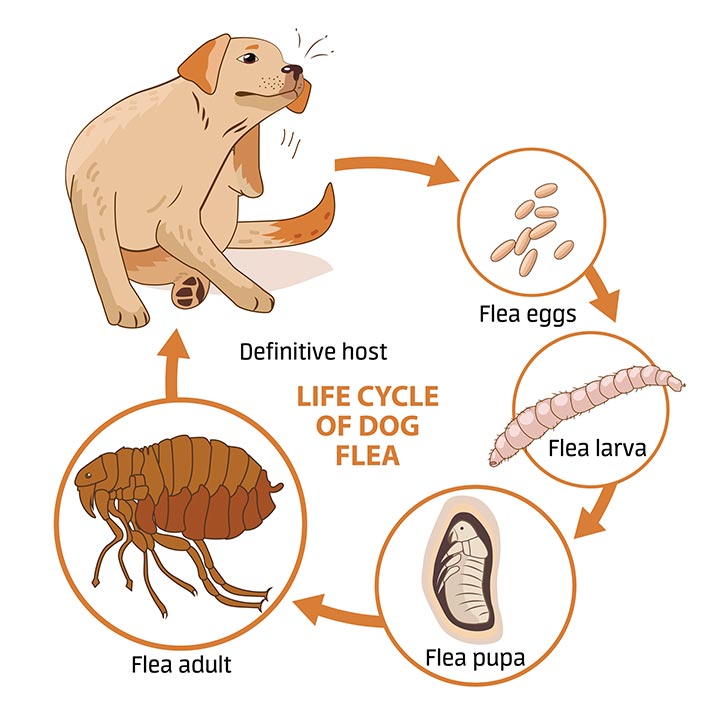 Flea Control - Cardiff Veterinary Centre